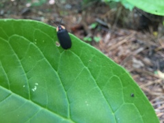 Lucidota atra