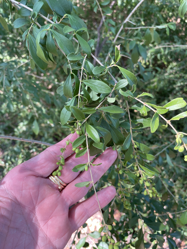 Waxyleaf privet (Ligustrum quihoui)