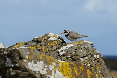Chorlitejo grande (Charadrius hiaticula)