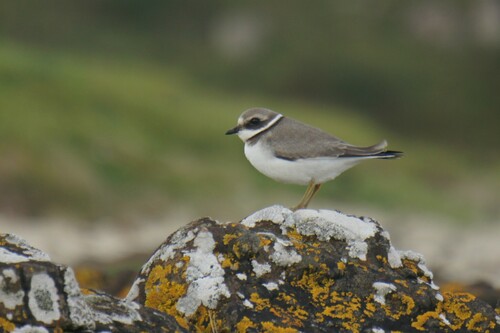 Common Ringed Plover (Charadrius hiaticula)