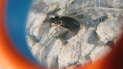 Patrobus longicornis