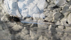 Patrobus longicornis