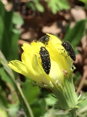 Acmaeodera ornatoides