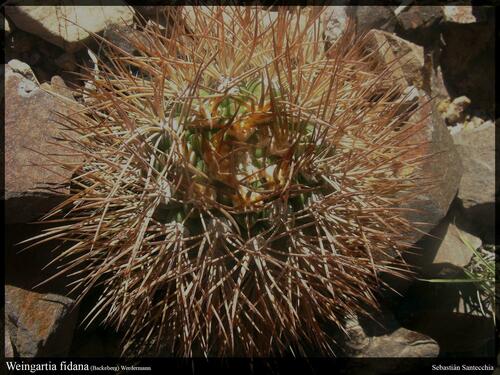 Weingartia fidaiana