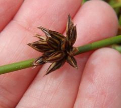 Juncus lesueurii