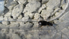 Patrobus longicornis