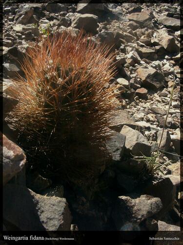 Weingartia fidaiana