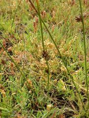 Juncus lesueurii