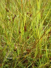 Juncus balticus