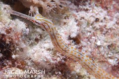 Corythoichthys ocellatus