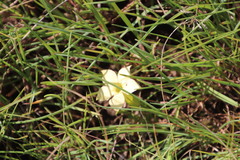 Exochaenium grande
