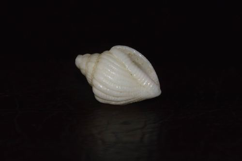 Canarium hellii observed 2011-06-06