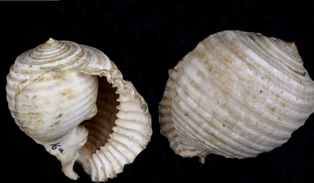 Grinning Tun Snail