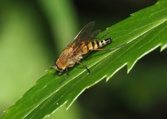 Thereva nobilitata