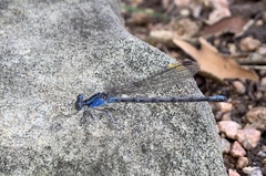 Argia funebris