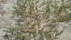 Stutzia dioica