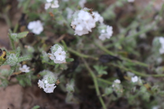 Plagiobothrys collinus californicus