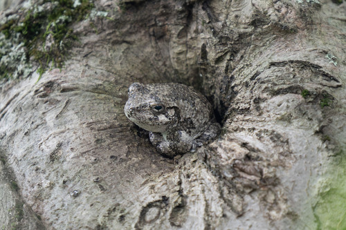 Gray Treefrog photographed in New Jersey