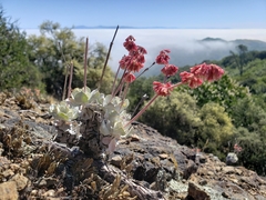 Eriogonum saxatile