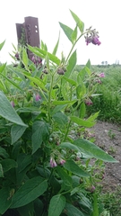 Symphytum officinale