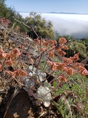Eriogonum saxatile