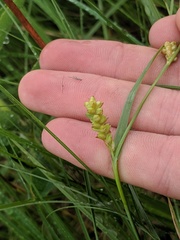 Carex meadii