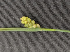 Carex meadii
