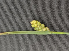 Carex meadii