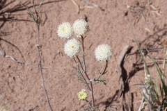 Chaenactis stevioides