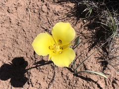 Calochortus aureus