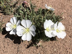 Oenothera albicaulis