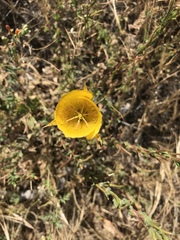 Calochortus weedii weedii