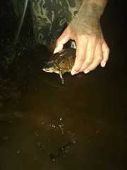 Kinosternon scorpioides scorpioides