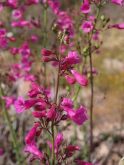 Penstemon parryi