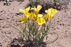 Calochortus aureus