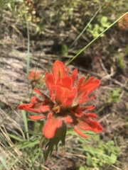 Castilleja hispida acuta
