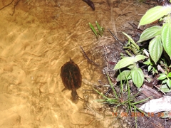 Kinosternon scorpioides scorpioides