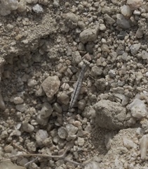 Litaneutria pacifica