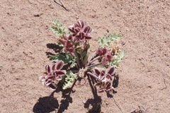Vesper purpurascens