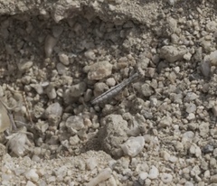 Litaneutria pacifica