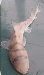 Speckled Smoothhound photo 4