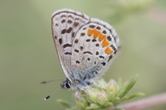 Euphilotes bernardino