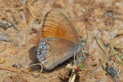Cyllopsis pertepida