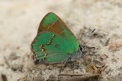 Callophrys affinis