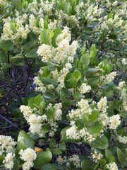 Ceanothus velutinus velutinus
