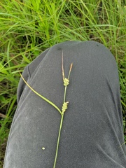 Carex conoidea