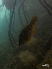 Notolabrus celidotus