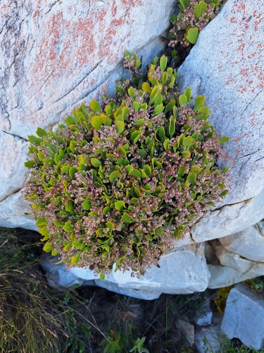 Image of Centella triloba by (c) Adele SL, some rights reserved (CC BY)