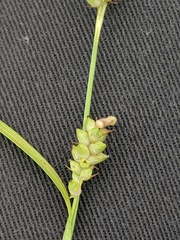 Carex conoidea