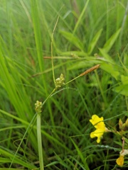 Carex conoidea